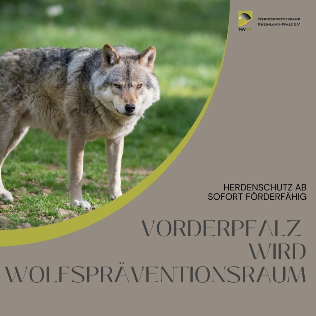 Vorderpfalz wird als Wolfspräventionsgebiet ausgewiesen